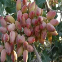 کود افزایش بار باغداران،زمین زراعی کشاورزان ایران
