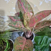 نیروی خدماتی