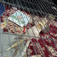 عروس هلندی جفت با تخم|پرنده|بجنورد, |دیوار