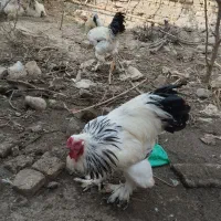خروس برهما|حیوانات مزرعه|سرخنکلاته, |دیوار