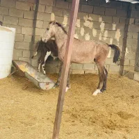 کره اسب نریون نژاد عرب