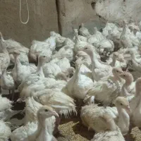 جوجه بوقلمون بیوتی