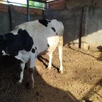 گاو ابستن و گوساله محلی