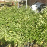 فروش انواع گل رز هلندی رونده ساناز بدون واسطه|گل و گیاه طبیعی|بجنورد, |دیوار