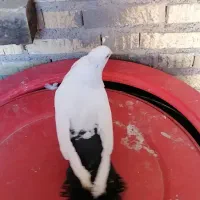 کفتر دمبی وسینه ای ماده