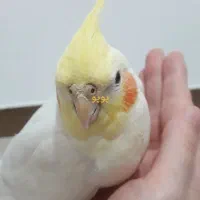 ۴عدد عروس هلندی که همشون حرف میزنن