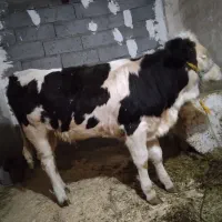 گوساله سمینتال