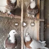 کبوتر یه جفت نر