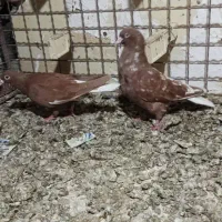 کبوتر فروشی