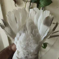 سوسنی دم سفید نر|پرنده|شیراز, فخرآباد (دروازه کازرون)|دیوار