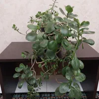 گلهای خانگی