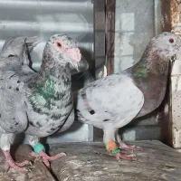 کبوتر .کفتر .پرنده|پرنده|مشهد, فرودگاه|دیوار