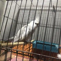 فروش پرنده زینتی|پرنده|بندر کنگان, |دیوار