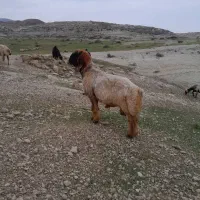 نرمیش|حیوانات مزرعه|باغ ملک, |دیوار