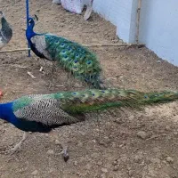 جوجه طاووس|پرنده|فرح آباد, |دیوار