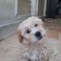 شیتزو تیریر