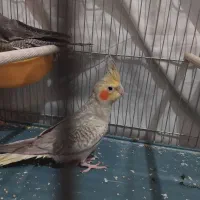 عروس هلندی گلباقالی نر