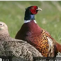 قرقاول ماده