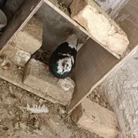 دوجفت کفتر خوب به شرط جفتی ۶۰۰ معاوضه با شهرستانی