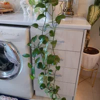 گل گلدان معاوضه دوچرخه پتوس مرمری اگلونما دیفن|گل و گیاه طبیعی|تهران, مسعودیه|دیوار