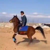 فروش مادیون