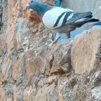 چهی