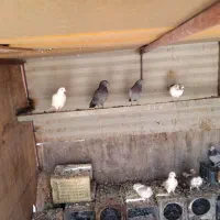 کفتر|پرنده|اردکان, |دیوار