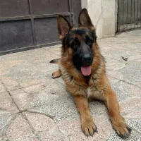 فروش سگ ( نژاد ژرمن ) شولاین|سگ|شهریار, شهریار|دیوار