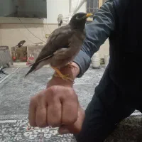 مینا افغانی