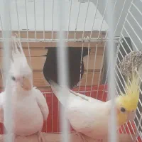 عروس جفت|پرنده|تهران, فلسطین (میدان انقلاب)|دیوار