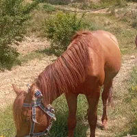 اسب نریان کاری|اسب و تجهیزات اسب‌سواری|گرگان, |دیوار