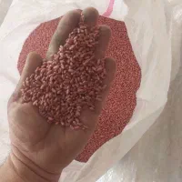 گندوم آنابورنا