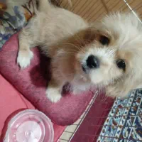 واگذاری سگ پودل کراس|سگ|باقرشهر, |دیوار