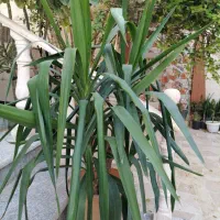 بونسای یوکا سبز سرحال و شاداب