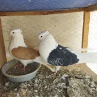 یک جفت دوبال مهر کشیده