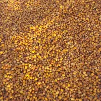 رطب زاهدی|خوردنی و آشامیدنی|فراشبند, |دیوار