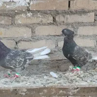دوتا ماده کوهی دمسفید نسل پرتقالی دمسفید|پرنده|اهواز, کیان اباد|دیوار