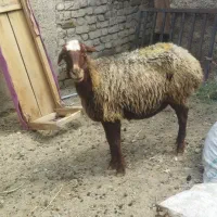 بز بره میش گوسفند زنده  قربانی با سلاخ  سلاخی