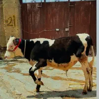گوساله نر سیمینتال