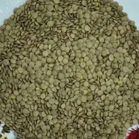 عدس درجه یک مال شهرستان سبز و تازه به شرط