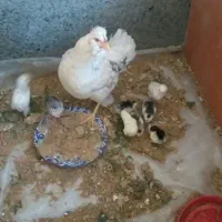 فروش مرغ گلین و ۹تا جوجه گلین