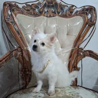 پامرین عروسکی آموزش‌دیده شناسنامه سالم و واکسینه