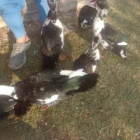 اردک اسراییلی|حیوانات مزرعه|گنبد کاووس, |دیوار