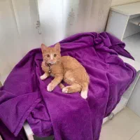 واگذاری گربه ماده ۶ ماهه