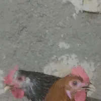 مرغ وخروس|حیوانات مزرعه|شیراز, میانرود|دیوار