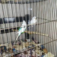 مرغ عشق