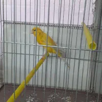 ۲ تا قناری نر بخوان سالم وزیبا