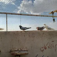 سرور ساعت سنگین|پرنده|مبارکه, |دیوار
