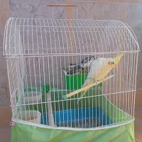 پرنده عروس هلندی