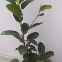 یوکای مقاوم فقط ۳۴۰|گل و گیاه طبیعی|اصفهان, سرچشمه|دیوار